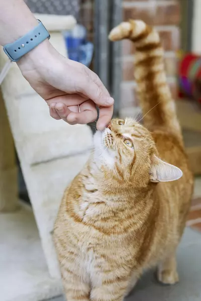 Ginger cat Hope is stroked on the chin by a Blue Cross team member