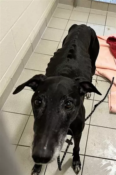 Emaciate black lurcher Martha stands on a tiled floor with her ribs and spine protruding