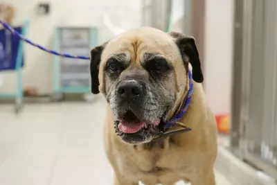 Fawn and black bull mastiff Yogi looks into the camera in a post-operation recovery room at Victoria animal hospital