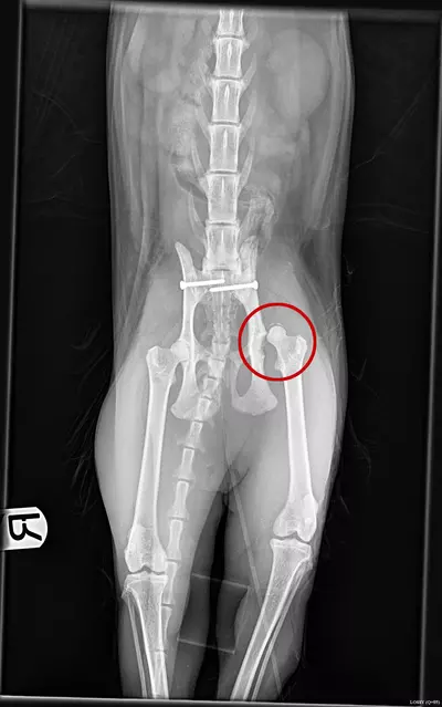 An x-ray of a cat's spine and legs showing a dislocated hip joint