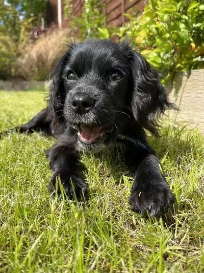 Black spaniel puppy Archie relaxes on a bright green, grassy lawn