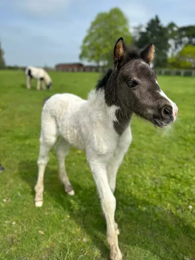 A white and black foal stands alertly in a grassy paddock with her ears pricked