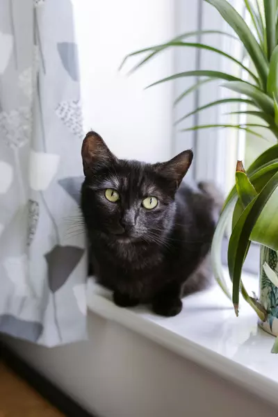 Black cat Peggy sits on a windowsill gazing into the camera with large pale green eyes