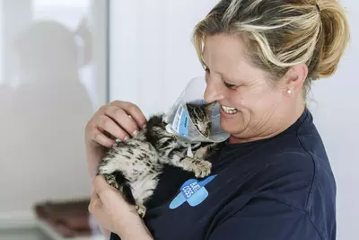 A Blue Cross staff member holds a kitten in their hands. The kitten is wearing a vet collar.