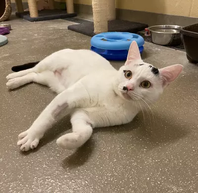 Felix, a white cat with black patterns. He is lying on the floor, staring at the camera.