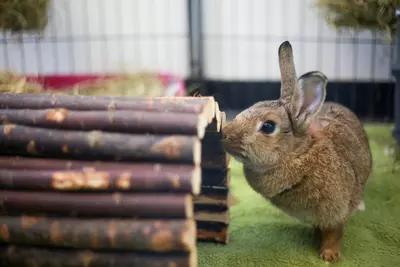 A tan coloured rabbit with pointy ears called Jan sniffing her log hidey toy in her large enclosure