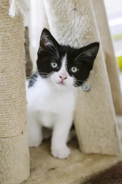 A black and white kitten called Pomegranate peeping her head around a cat tree 
