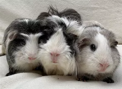 Three black, white and grey guinea pigs standing next to each other on a blanket
