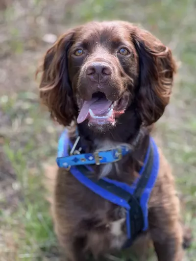 A chocolate coloured springer spaniel sits on the grass wearing a Blue Cross collar and harness. He is panting and his tongue is drooping to the left.