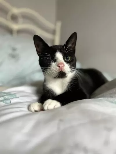 A black and white cat with one eye called Uno lying on a bed in his home 
