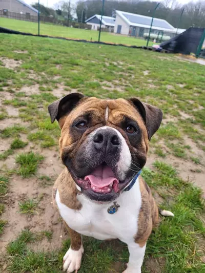 A brown and shite staffie called Mabel sitting on the grass, looking into the camera