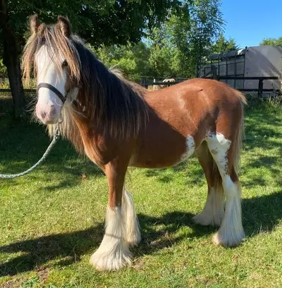 A brown and white horse with a long blonde mane and feathered feet, stands in a field on a lead rope