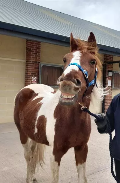 A brown and white horse called Tommo wearing a Blue Cross harness and pulling a silly face by showing his teeth