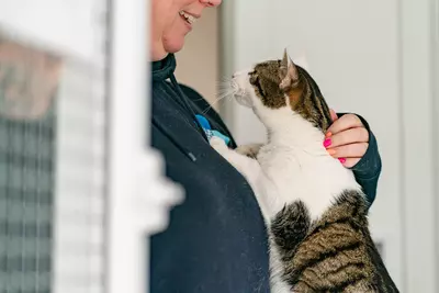 A white and tabby cat is leaning against a Blue Cross staff member wearing a dark blue fleece who smiles down at him. The cat has his paws resting on the Blue Cross insignia on the woman's fleece and his head is raised towards her affectionately. 