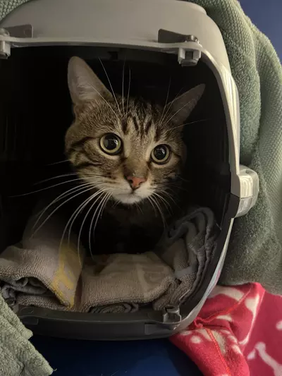 A handsome tabby cat with wide black pupils in green eyes, a pink nose and an M -shaped mark on his forehead peers out of a cream-coloured cat box covered in a pea green towel.