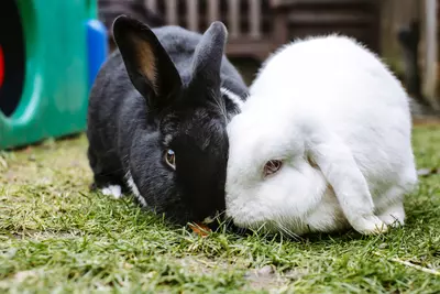 A black rabbit and a white rabbit are sat closely together, both eating grass.
