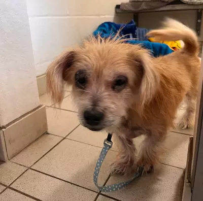 Tan dog Duchess looking in poor state, with sore skin and eyes. She is stood on a tiled floor.