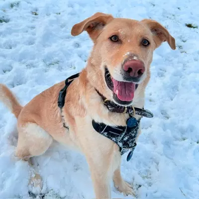 A close-up shot of a golden brown cross-breed dog sitting in the snow