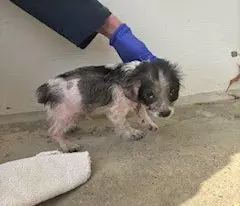 Tiny puppy Piglet on admission to the dog warden. He looks scared and is practically bald. A person wearing a blue glove is touching him.