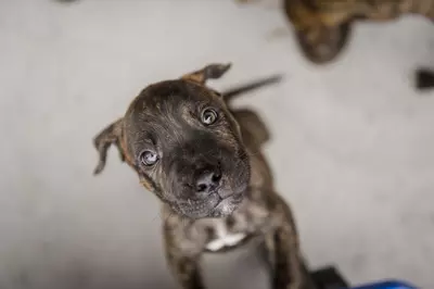 puppy training 3