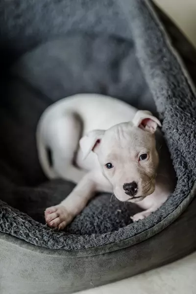 puppy training 2