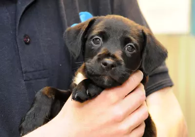 puppy training 4