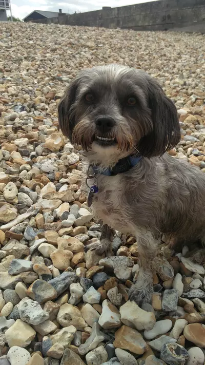 Alfie loves West Beach at Whitstable.