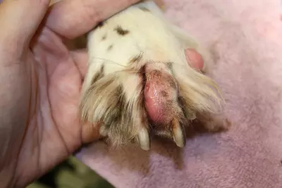 grass seed stuck in dog's paw