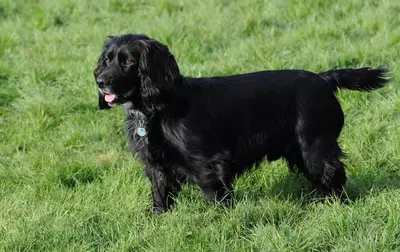 Black spaniel dog with partially docked tail