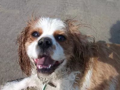 Oscar having fun at Barmouth Beach.