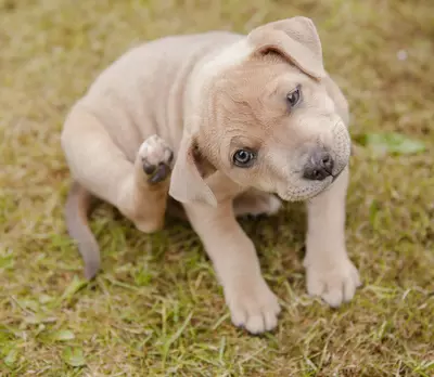 Puppy scratching cropped