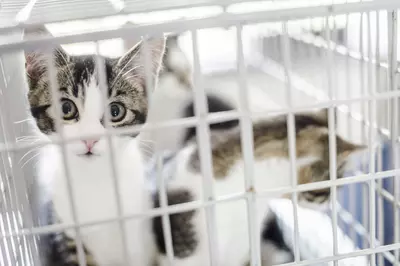 Kitten in a basket