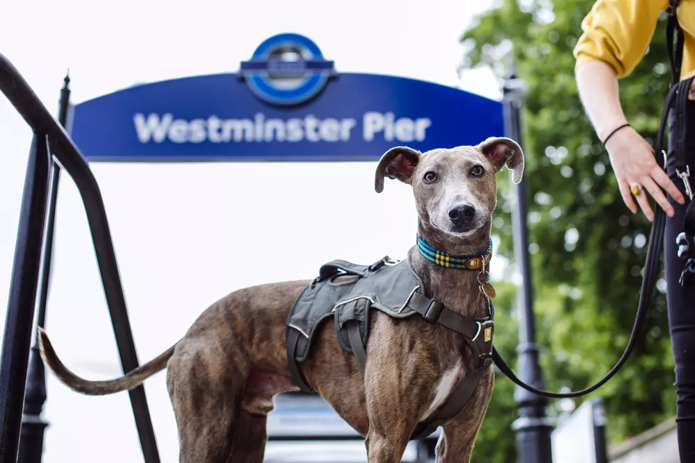 Brindle lurcher stood by Westminster Pier sign