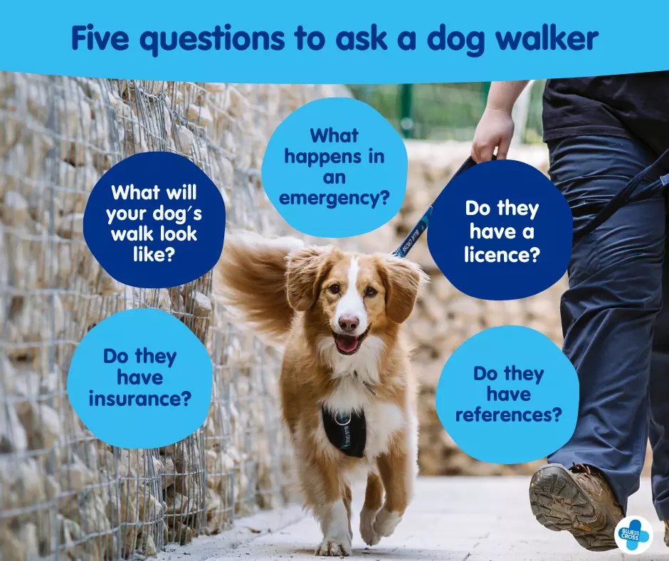 Dog in the middle of five circles that each represent a question to ask your dog walker