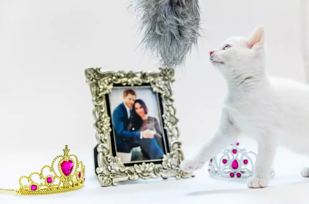 Framed photo of Harry and Meghan with white cat in front