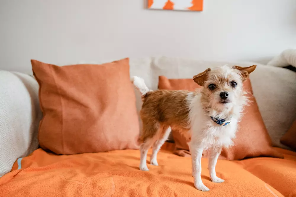 Dog Tinkerbell stands on a sofa covered in an orange throw