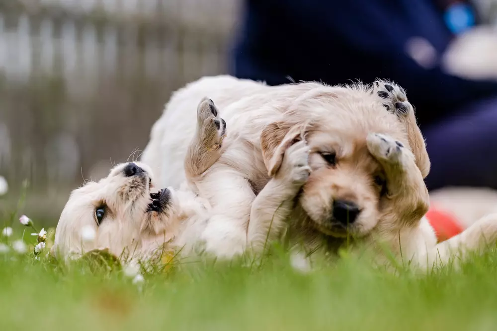 Two golden retriever puppies playing in the grass