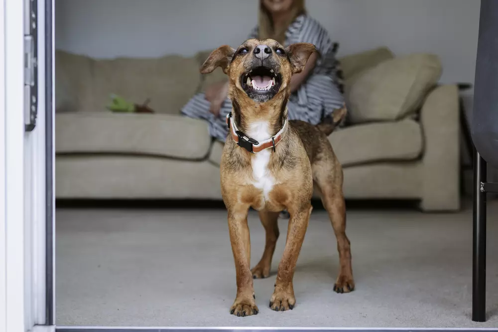 Dog Albert stands proudly in his new home, mouth open and laughing