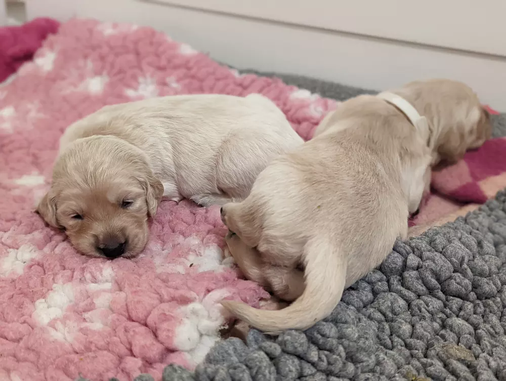 Two golden retriever puppies lying on vet bed