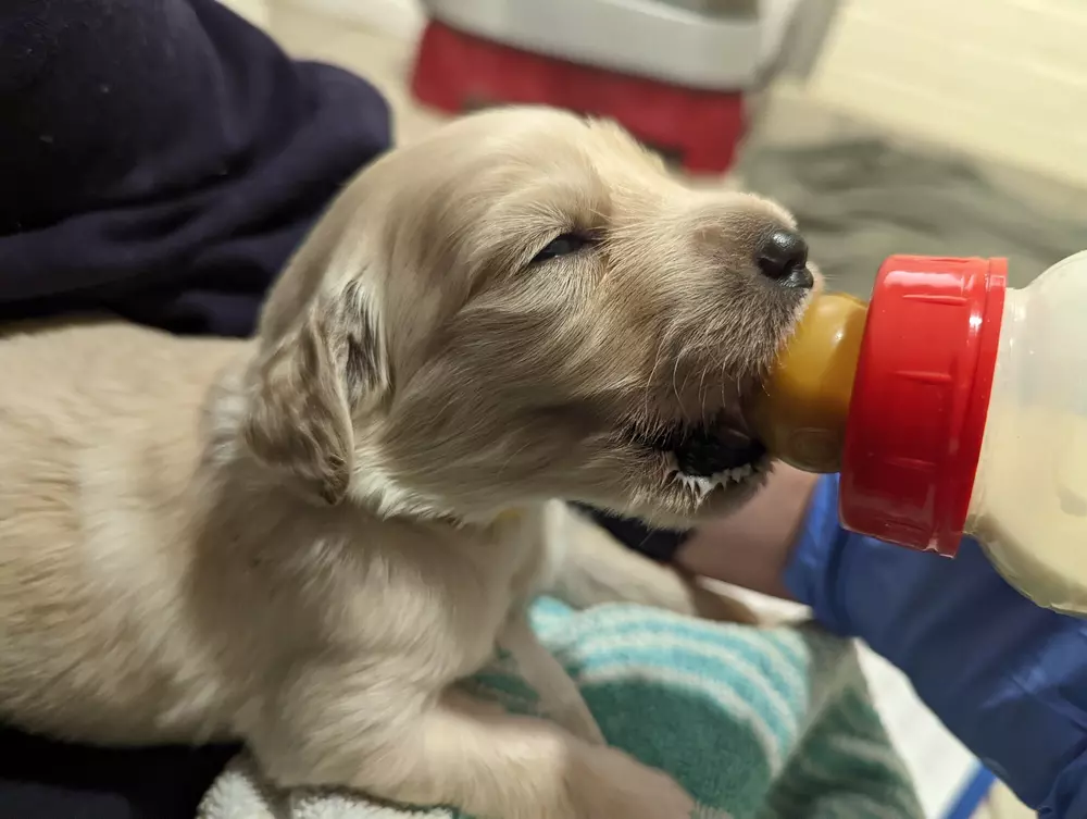 A golden retriever puppy being bottle fed