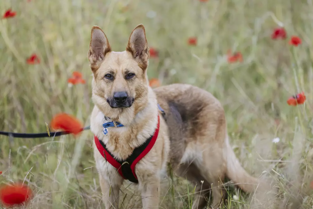German shepherd dog Mila stands in a field surrounded by poppies