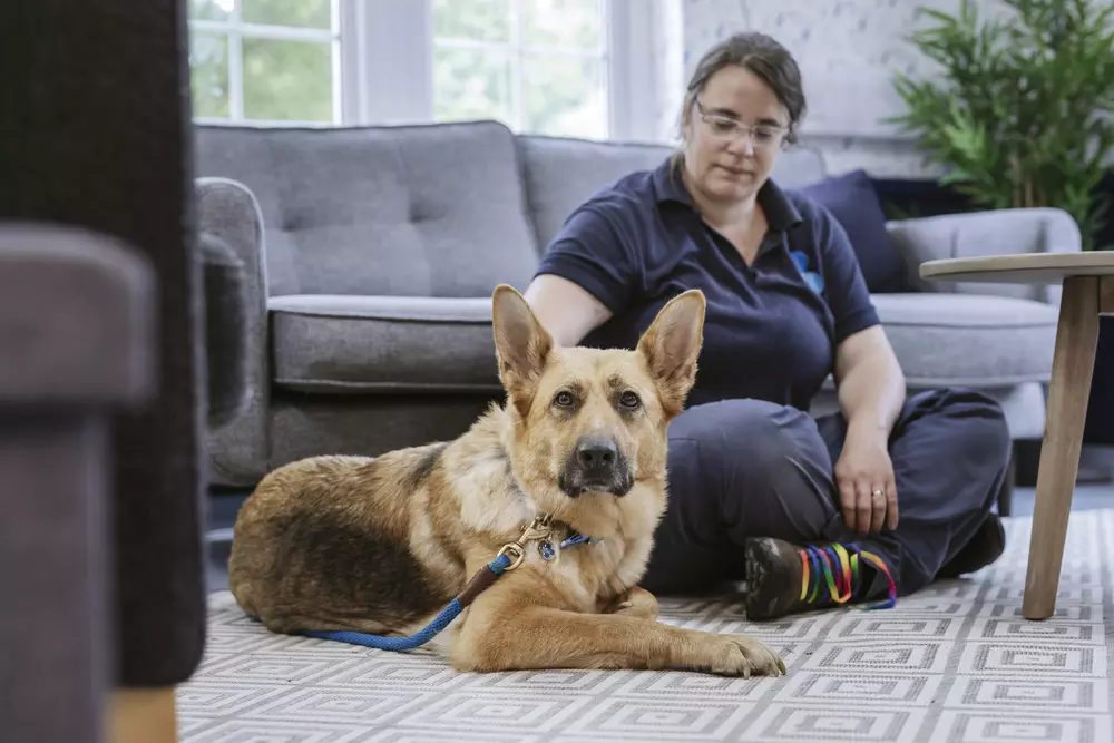 German shepherd dog Mila lies on the floor and gets a fuss from Rachel Hazley, Blue Cross Rehabilitation Trainer and Behaviour Advisor