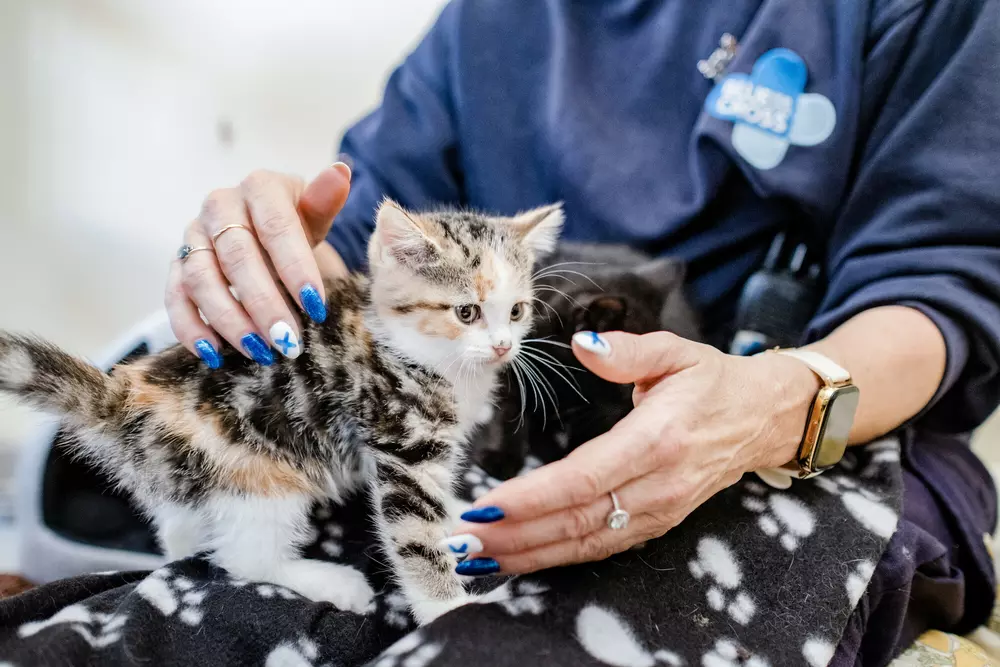 Tabby and black kitten sitting on the lap of a Blue Cross team member
