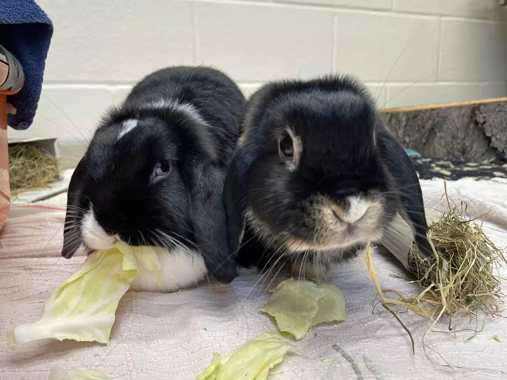 Black and white rabbits Tabitha and Cleo eating greens