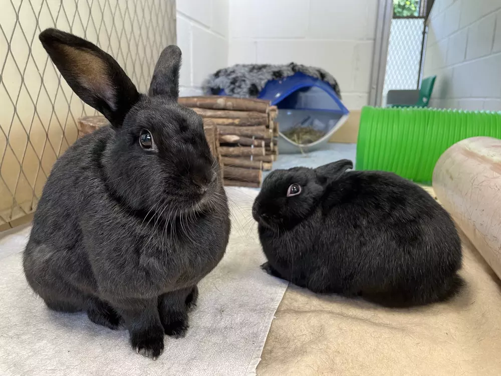 Black rabbits Bobby and Shadow sitting alongside each other in their pen