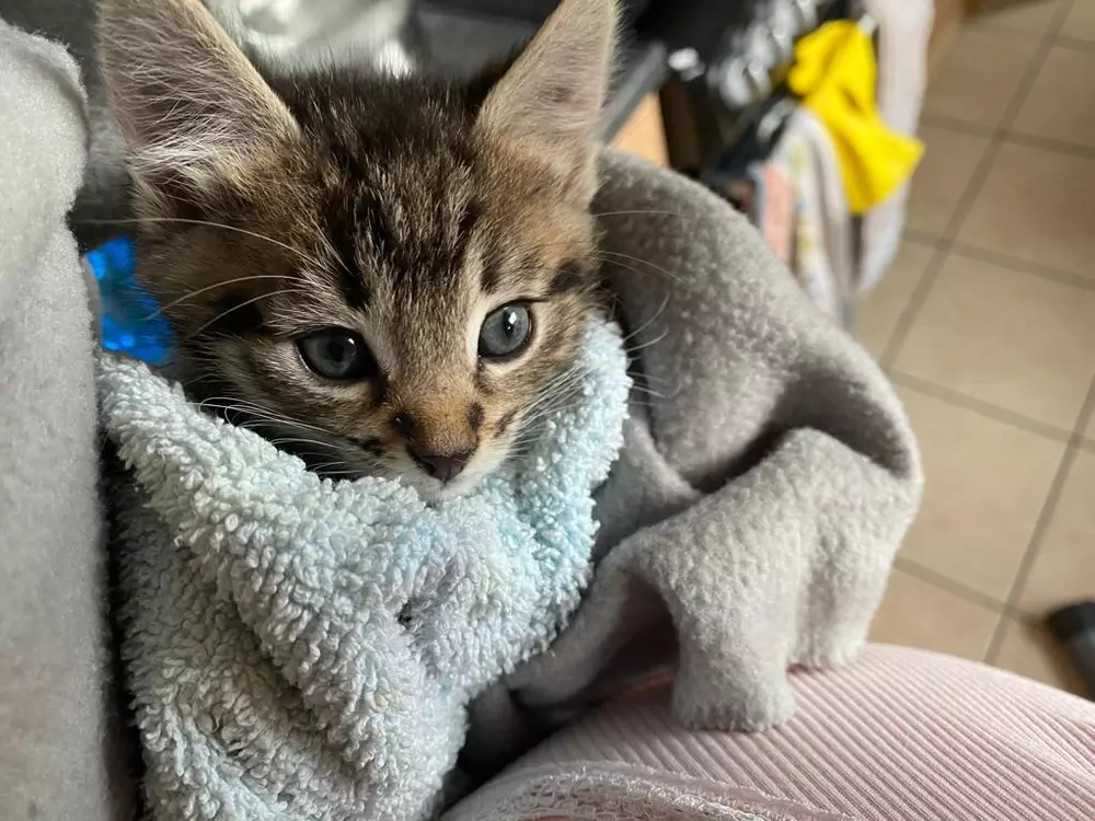 Kitten Cinnamon snuggled up in a cream blanket