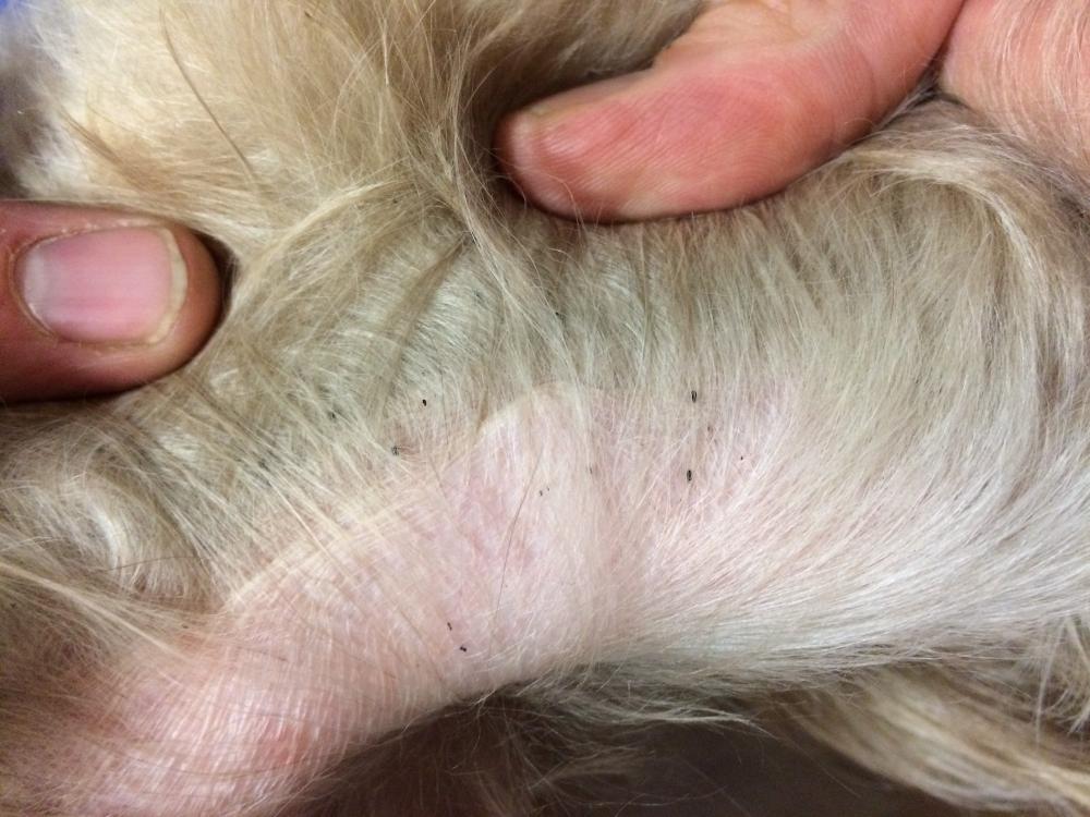 Flea dirt found on a dog at a Blue Cross Animal Hospital