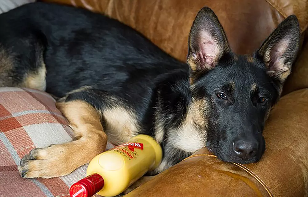 Dog Bella lies down on the sofa after drinking eggnog