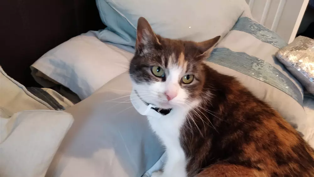 Molly - cat reunited