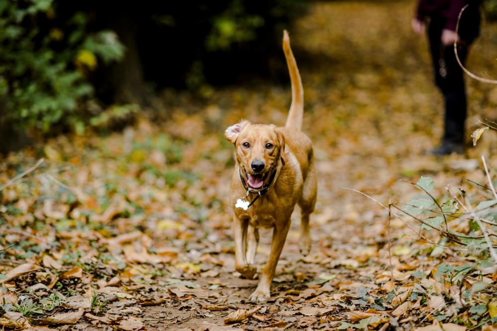 Dog running in Autumn leaves